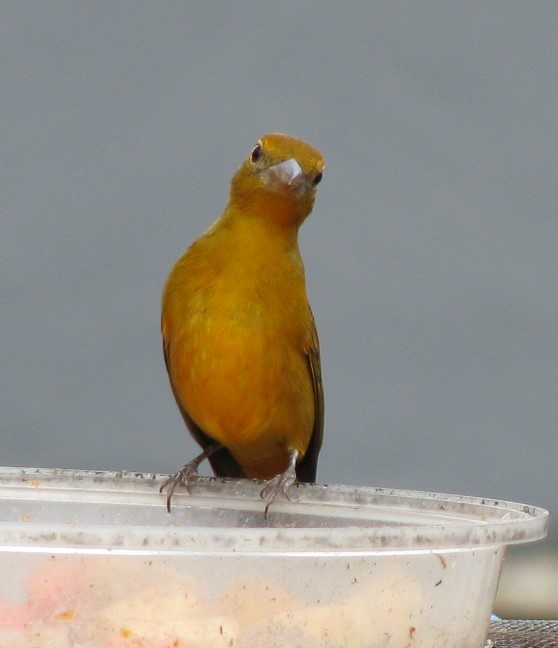 Baltimore Oriole - Alexander "Sasha" Keyel