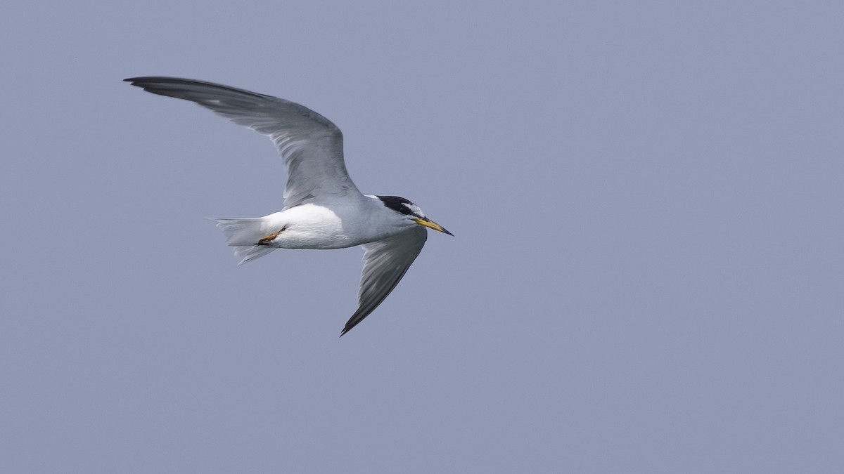 Little Tern - ML619566886