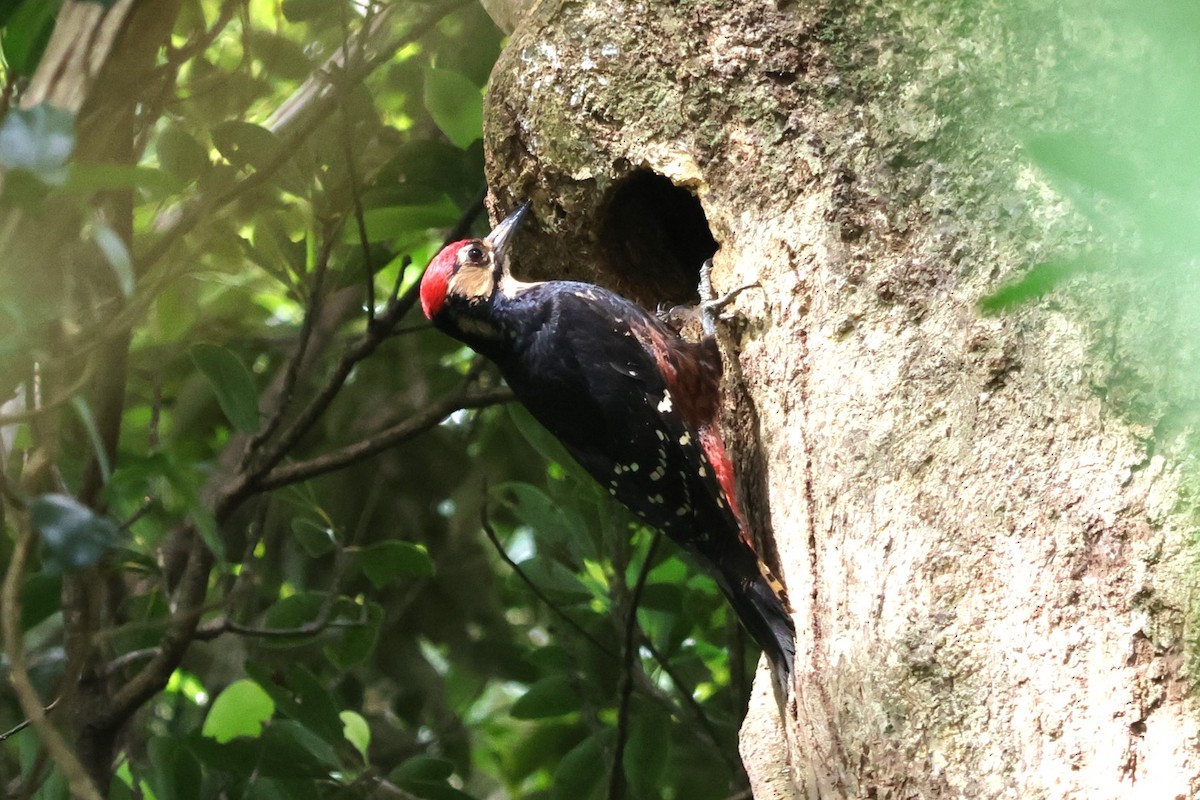 White-backed Woodpecker (Amami) - 瑞珍 楊