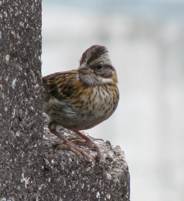 Rufous-collared Sparrow - Alexander "Sasha" Keyel