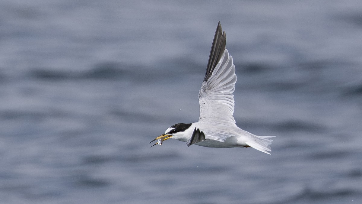 Little Tern - ML619566898