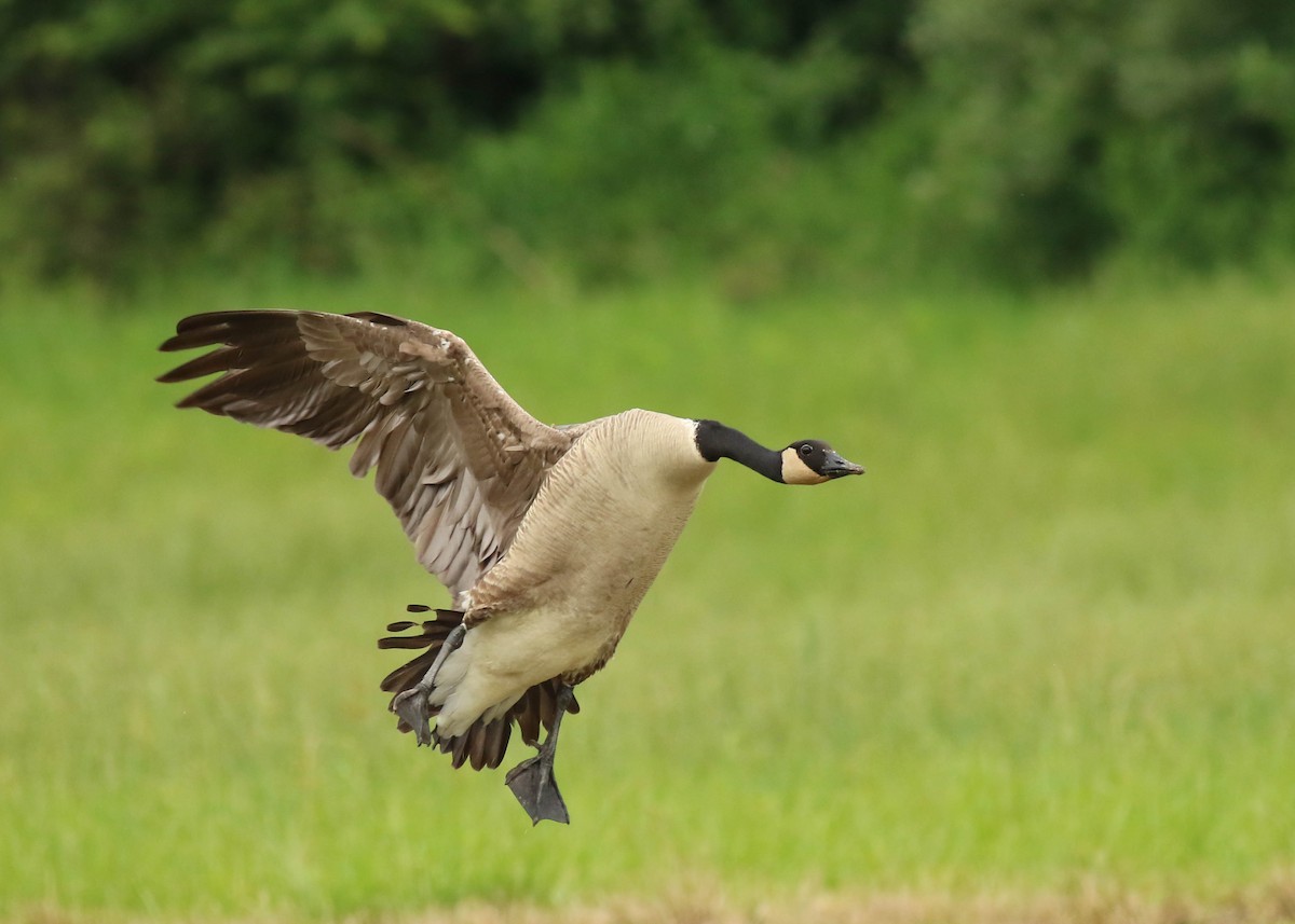 Canada Goose - Bence Kokay