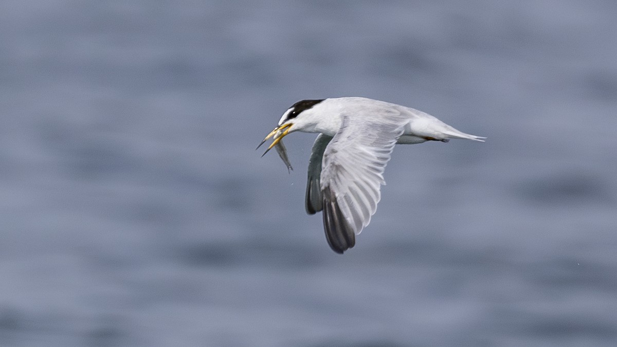 Little Tern - ML619566902