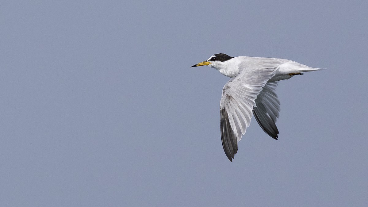 Little Tern - ML619566904