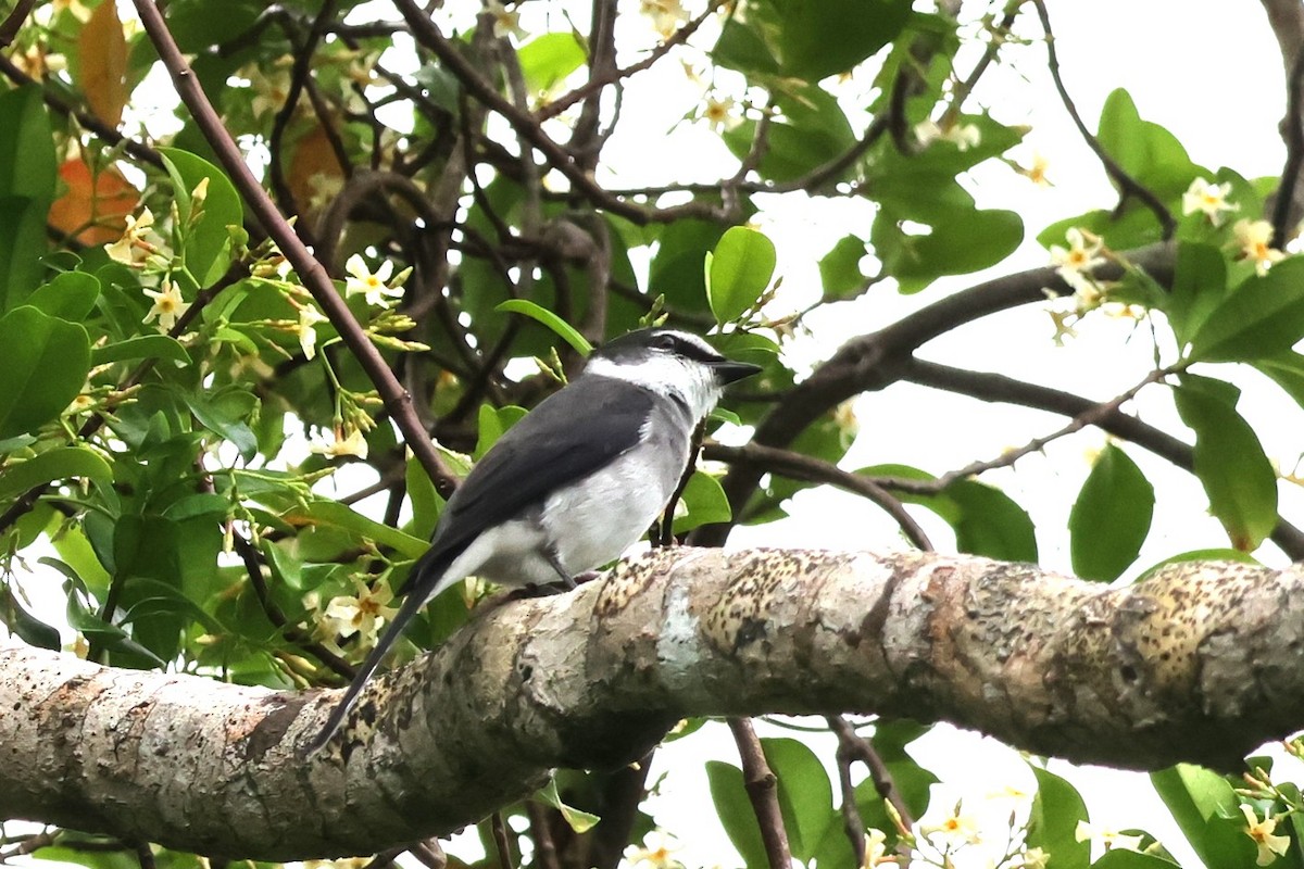 Ryukyu Minivet - 瑞珍 楊