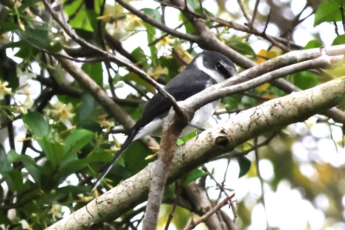 Ryukyu Minivet - 瑞珍 楊