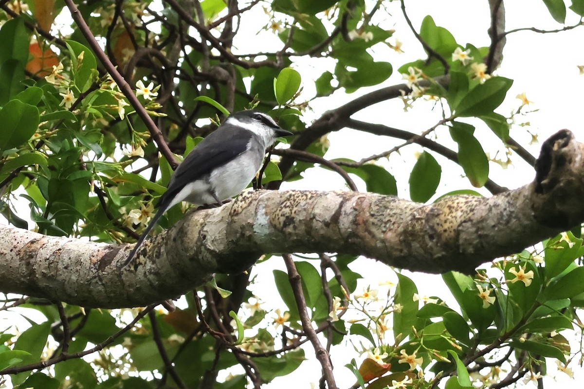 Ryukyu Minivet - 瑞珍 楊