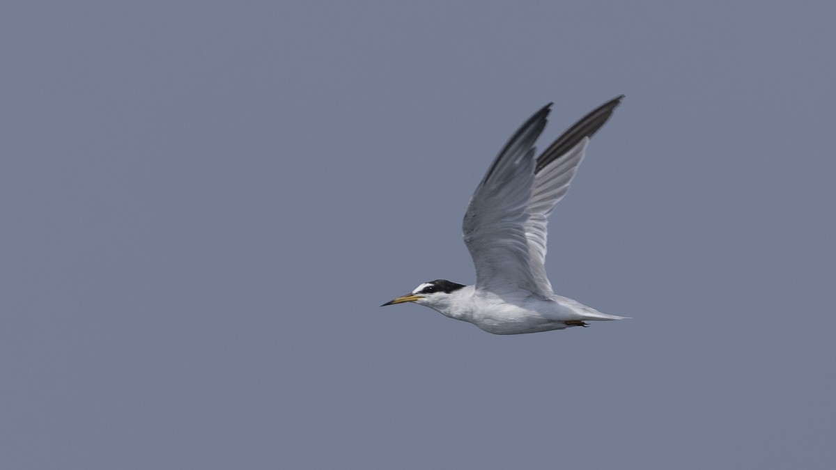 Little Tern - Charmain Ang