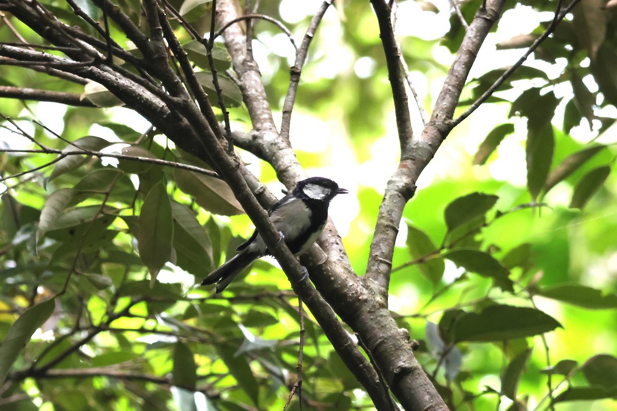 Mésange de Chine - ML619566911