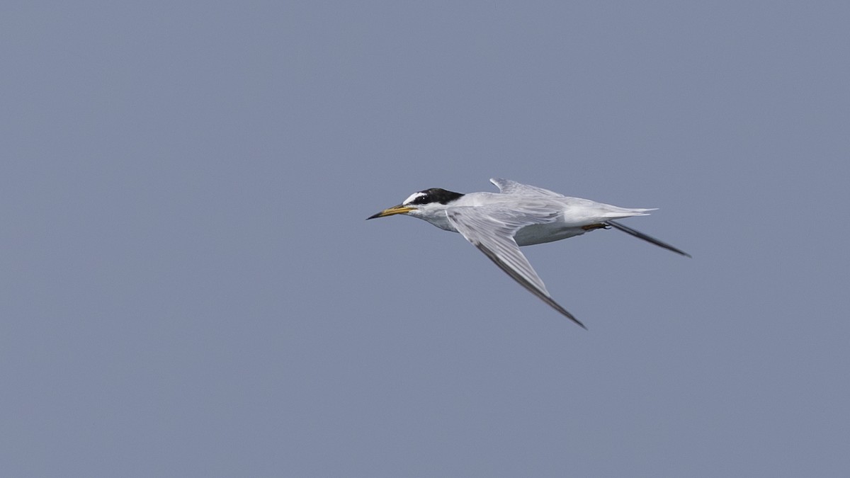 Little Tern - ML619566912