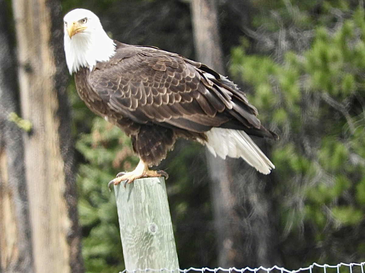 Bald Eagle - Huw i Williams