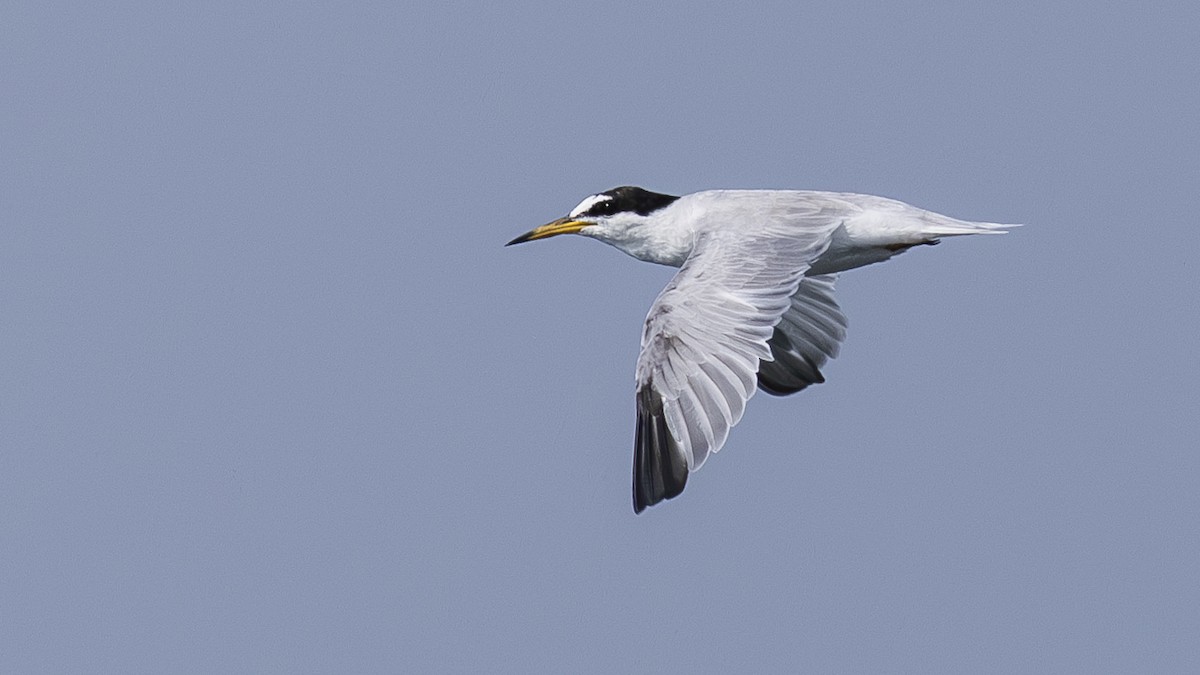 Little Tern - ML619566920