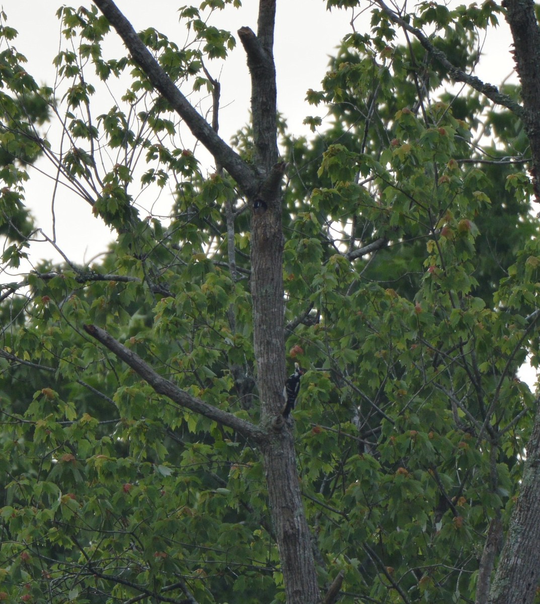 Hairy Woodpecker - Rebekah Boan