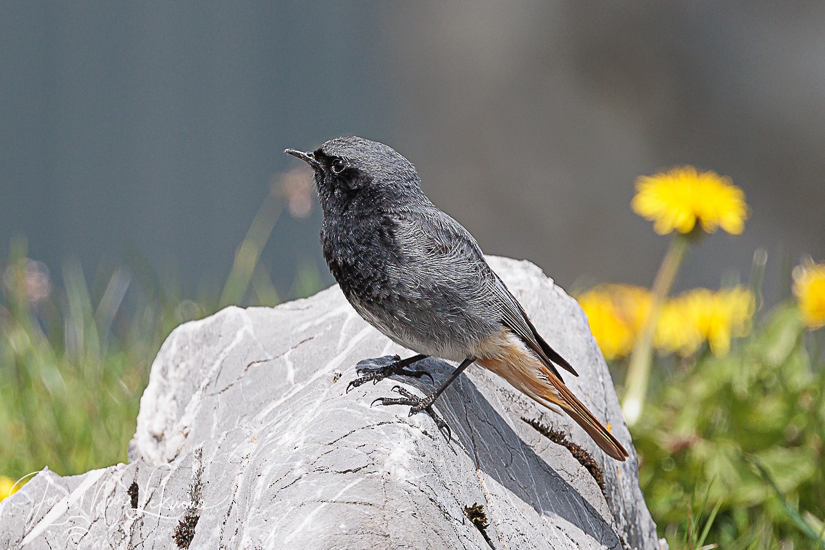 Black Redstart - Jesús Mari Lekuona Sánchez