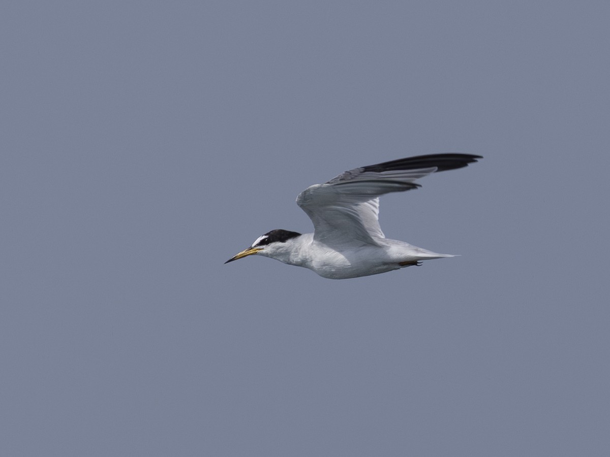 Little Tern - ML619566930