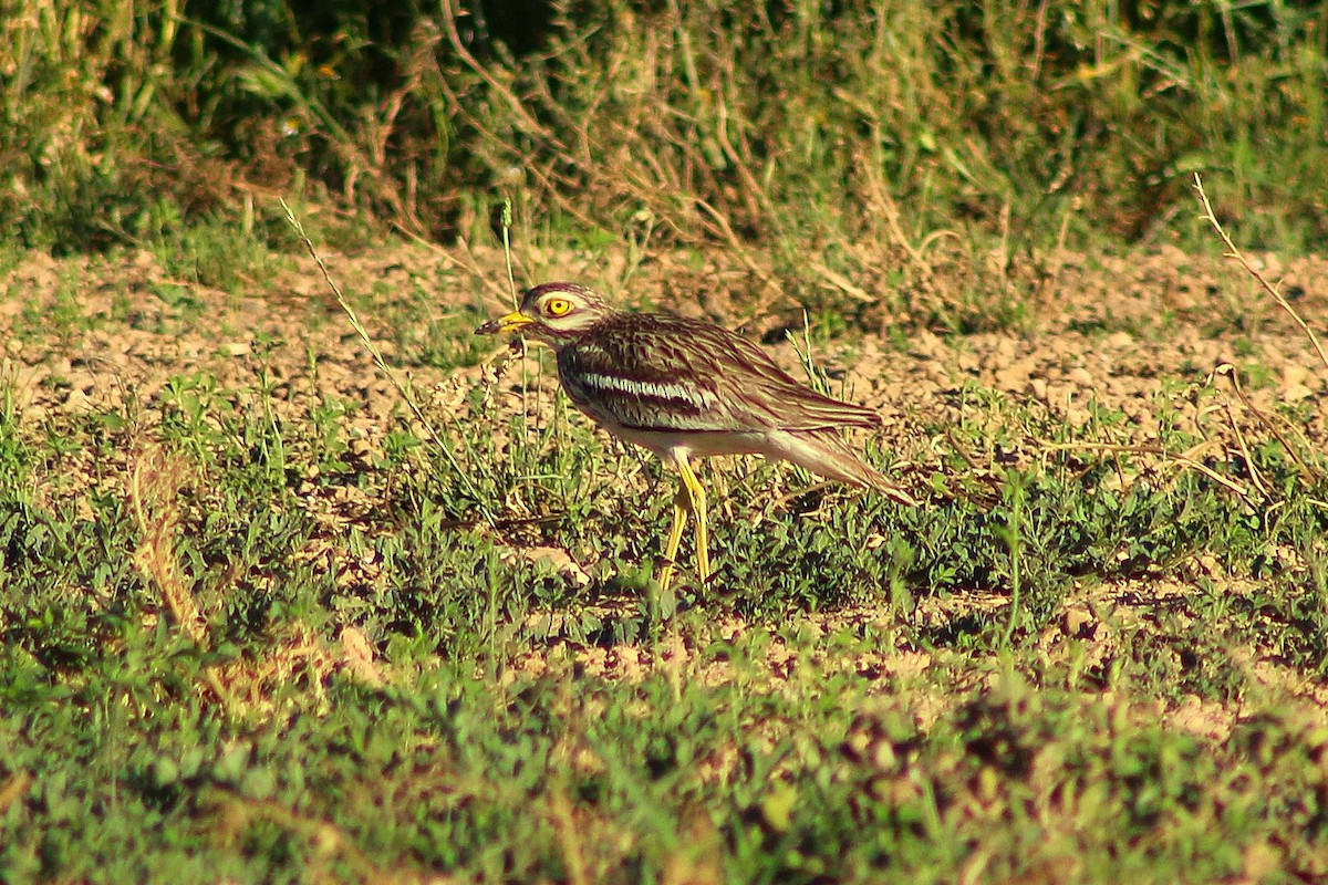 Eurasian Thick-knee - Fredi Delgado