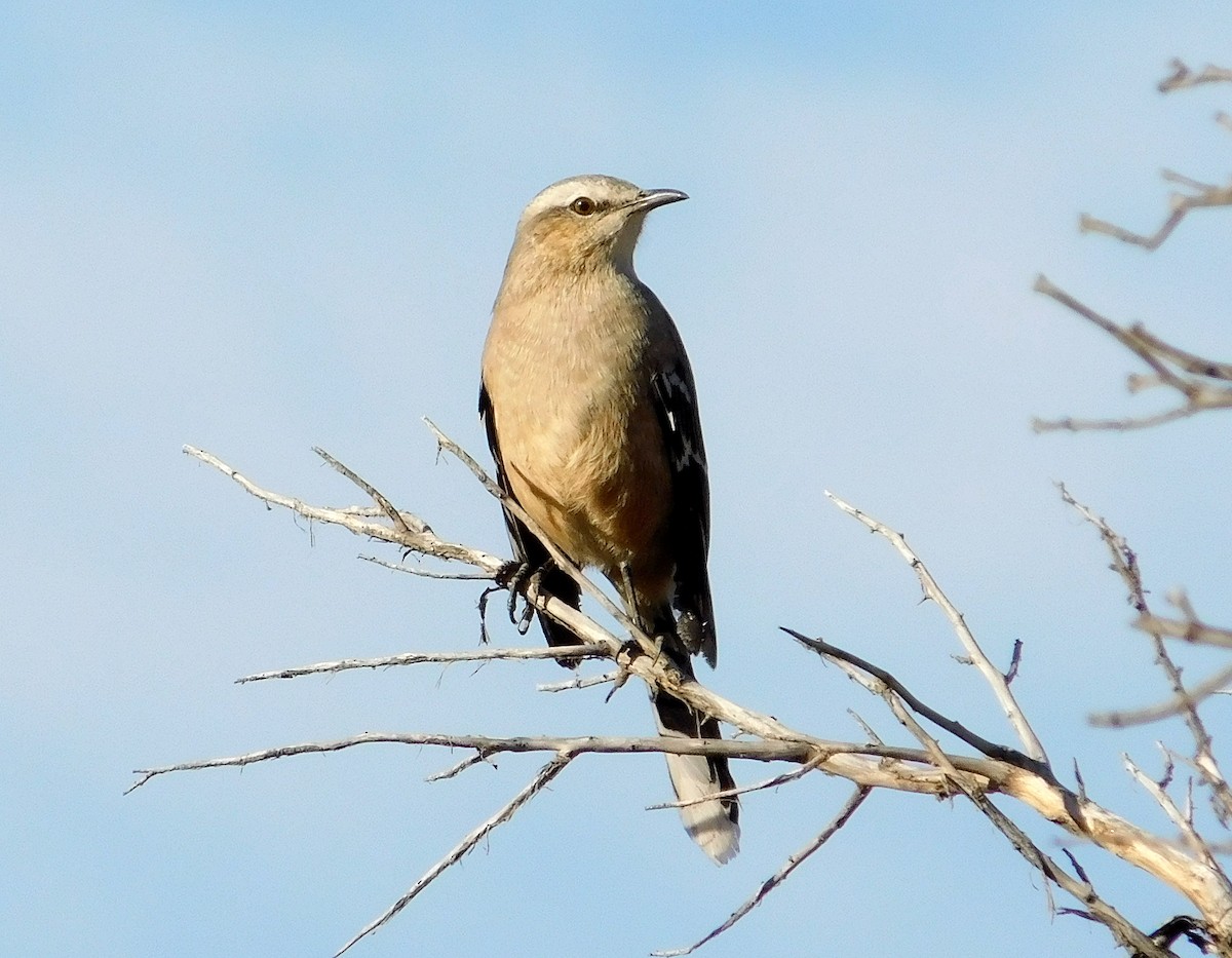 Patagonian Mockingbird - Elbio Wilton Mamani