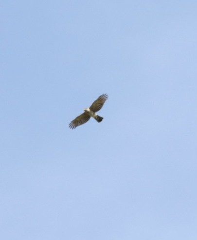 Sharp-shinned Hawk - Janaina Souza