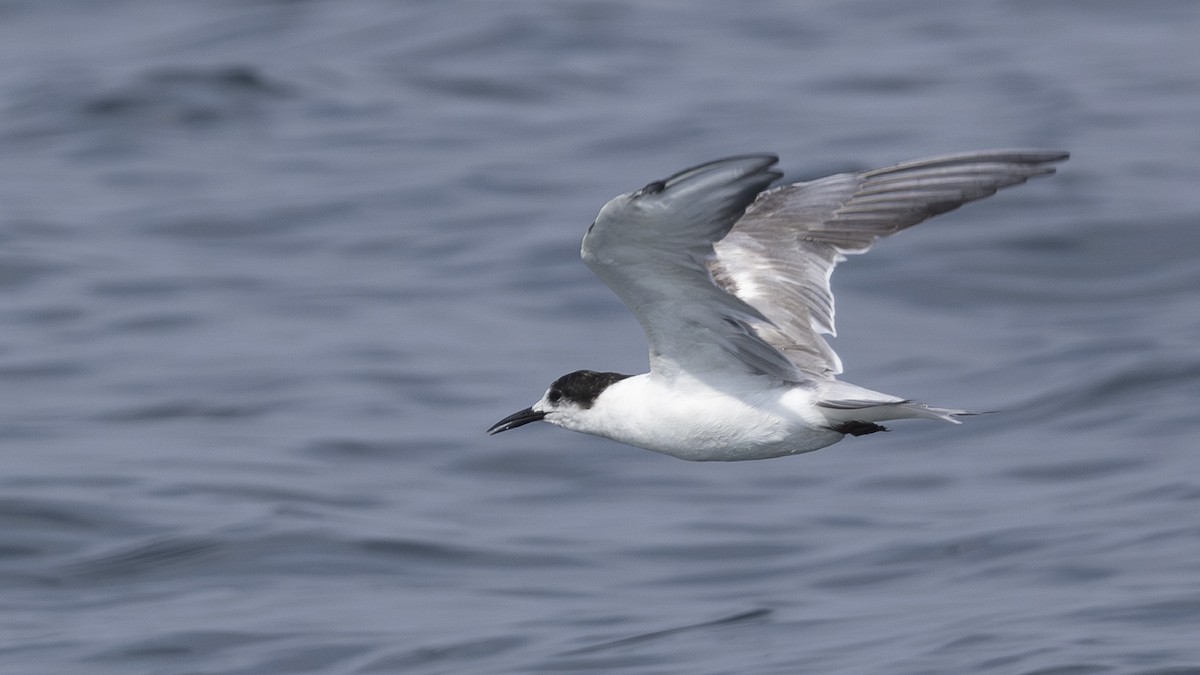 Common Tern - Charmain Ang