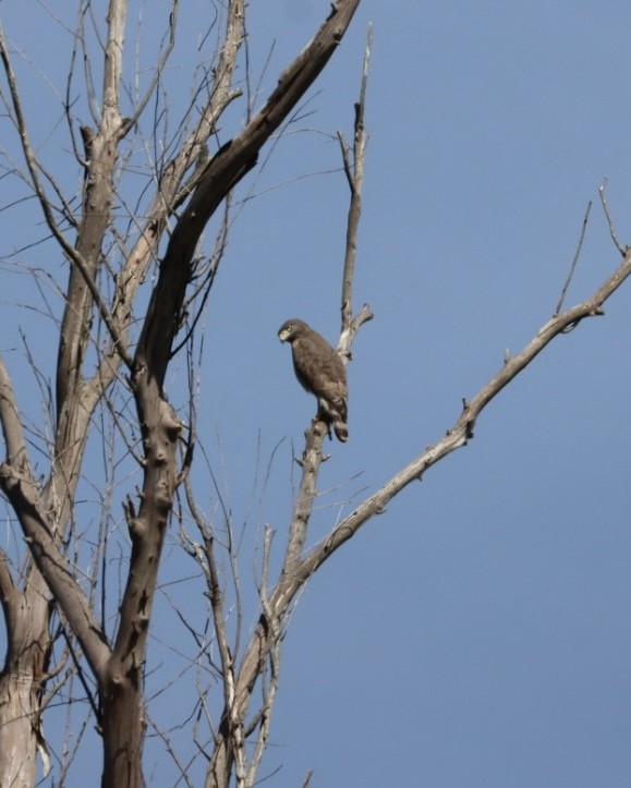 Roadside Hawk - Janaina Souza