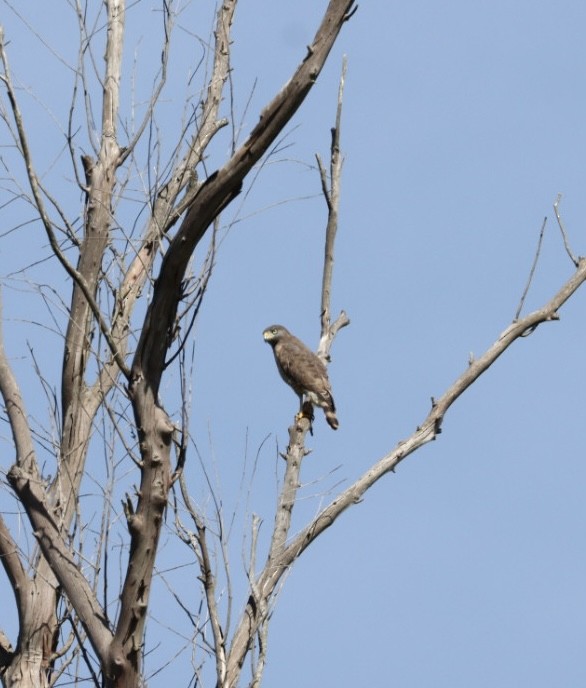 Roadside Hawk - Janaina Souza