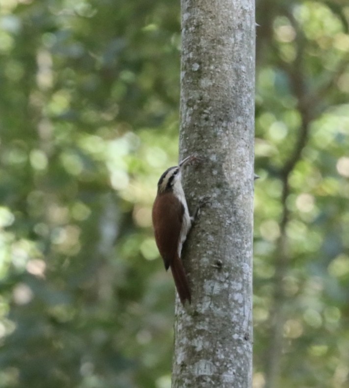 Narrow-billed Woodcreeper - Janaina Souza