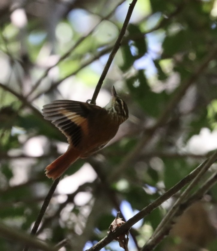 Streaked Xenops - Janaina Souza