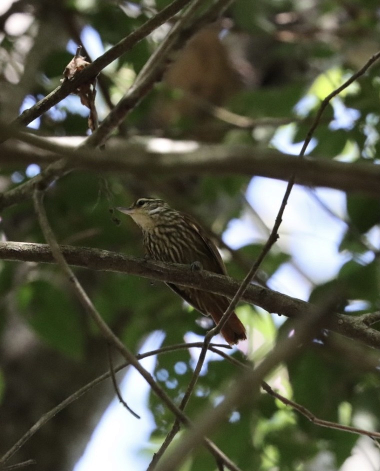 Streaked Xenops - ML619566967