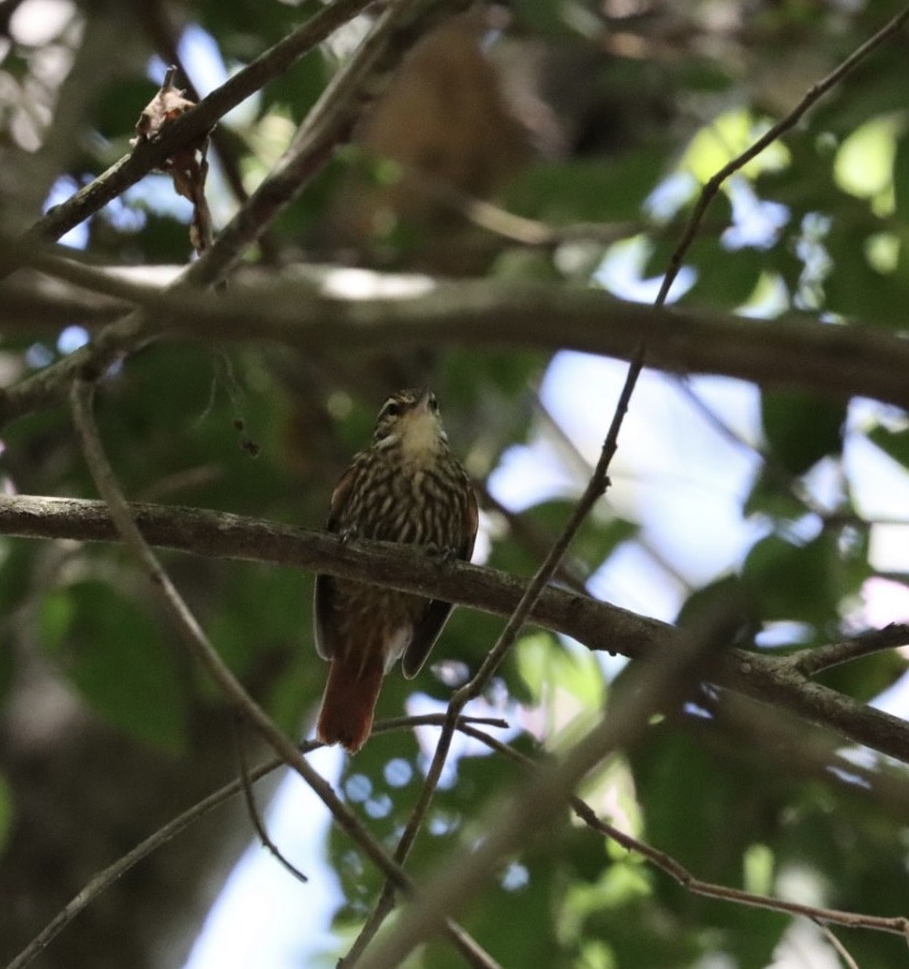 Streaked Xenops - Janaina Souza