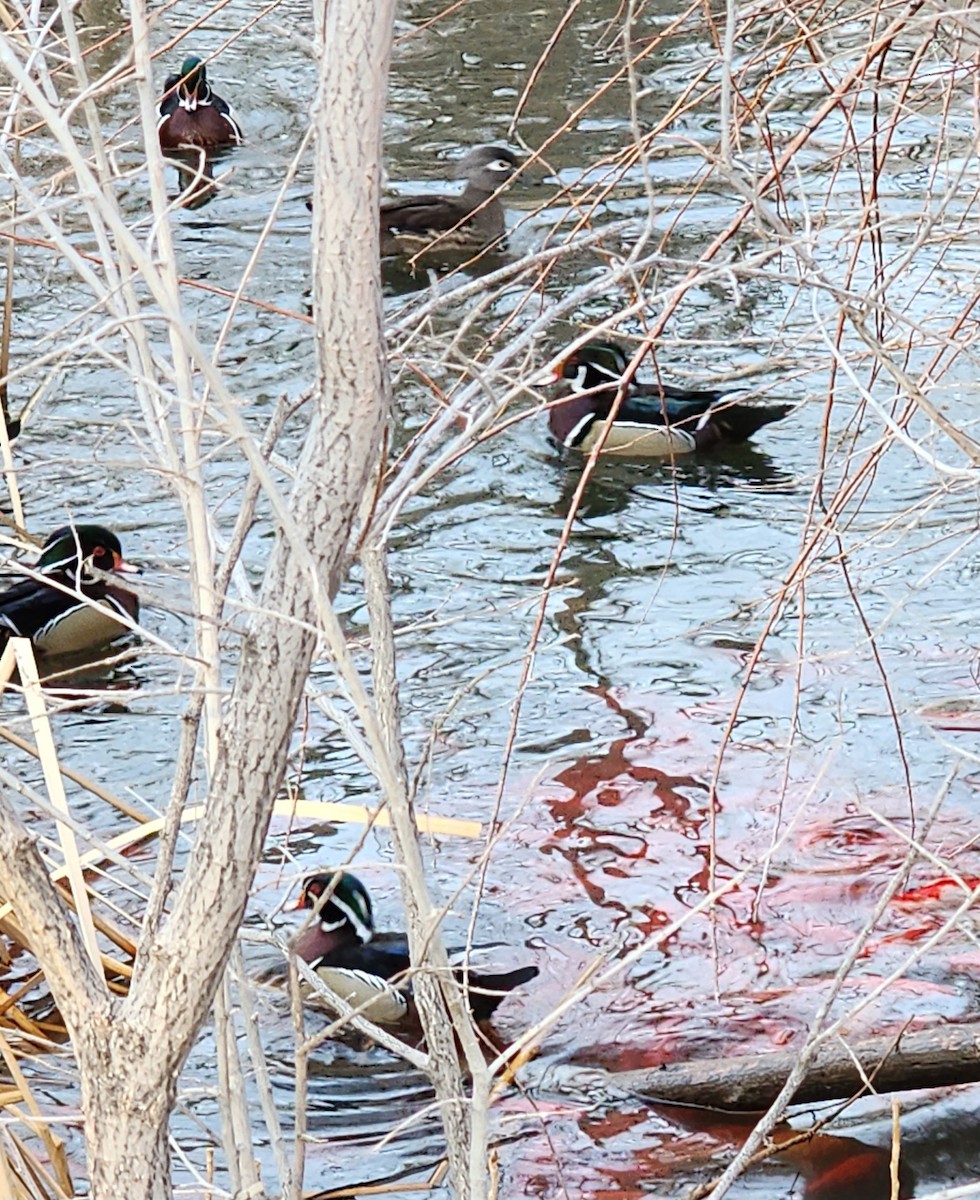 Wood Duck - Nancy Cox