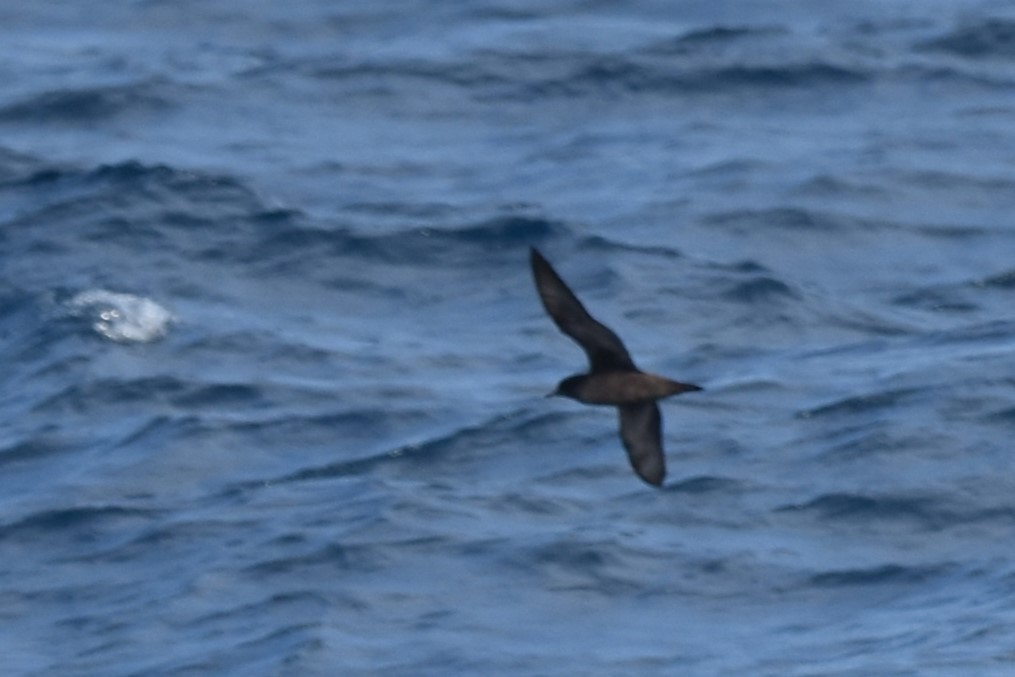 Short-tailed Shearwater - Kazuho Anjiki