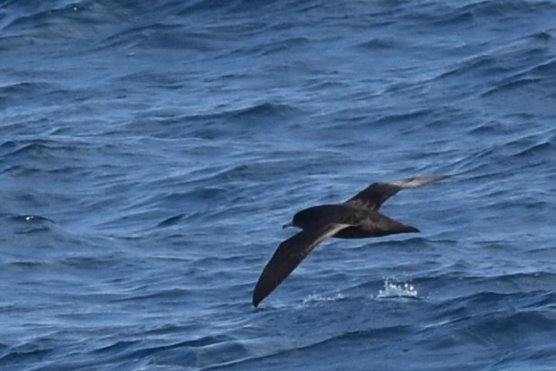 Short-tailed Shearwater - Kazuho Anjiki