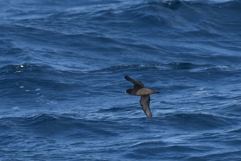 Short-tailed Shearwater - Kazuho Anjiki