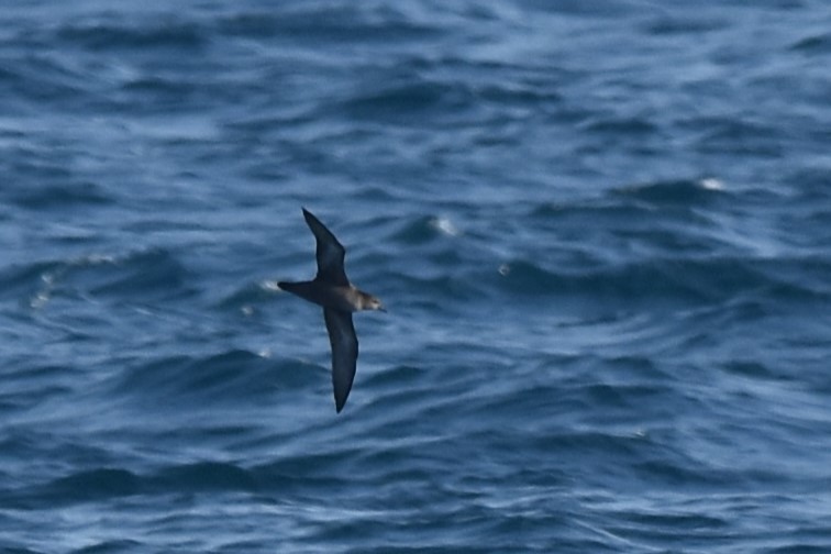 Short-tailed Shearwater - Kazuho Anjiki