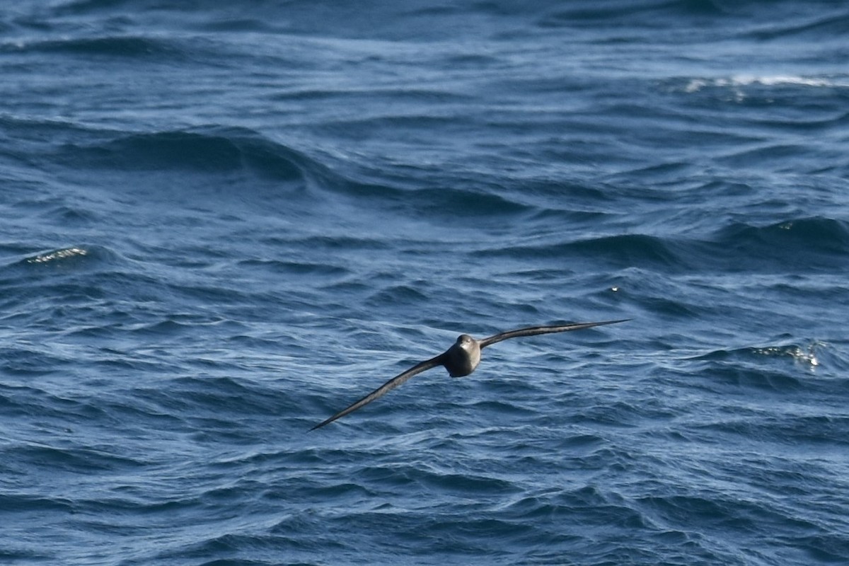 Short-tailed Shearwater - Kazuho Anjiki