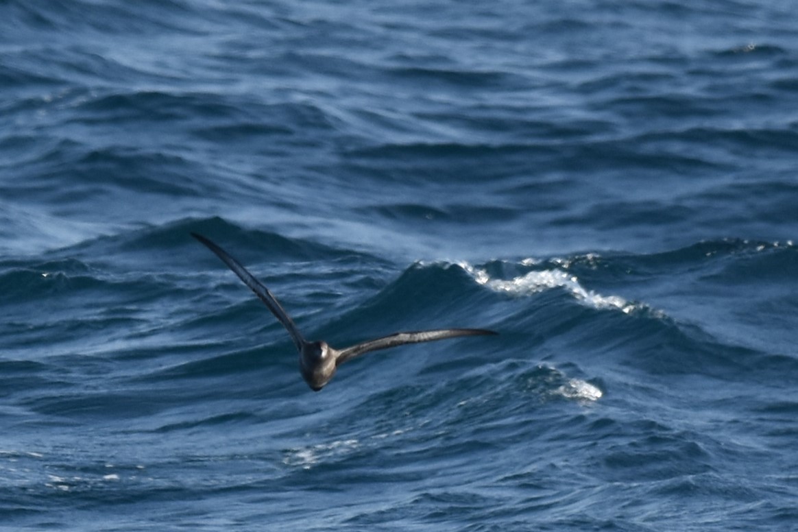 Short-tailed Shearwater - Kazuho Anjiki