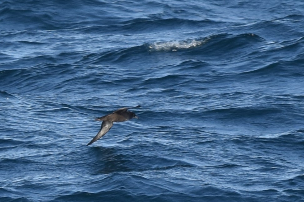 Short-tailed Shearwater - Kazuho Anjiki