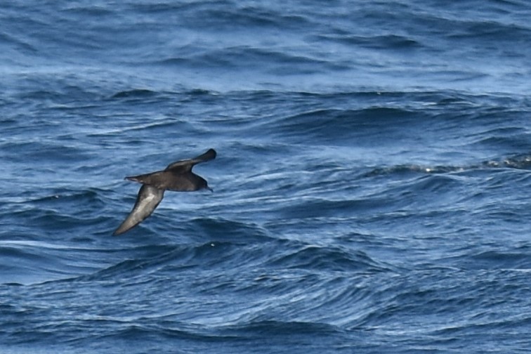 Short-tailed Shearwater - Kazuho Anjiki