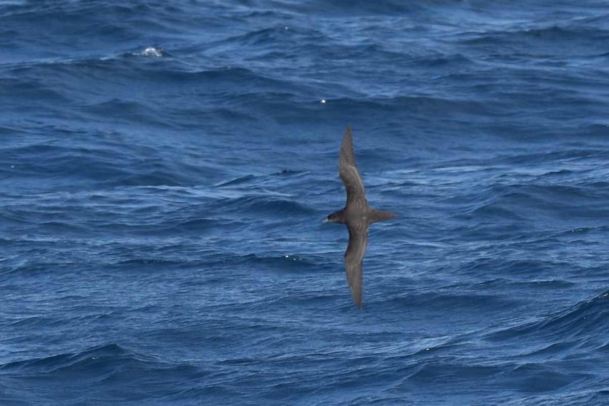 Short-tailed Shearwater - Kazuho Anjiki