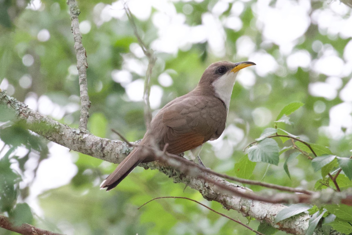 Yellow-billed Cuckoo - Zachary Tonzetich