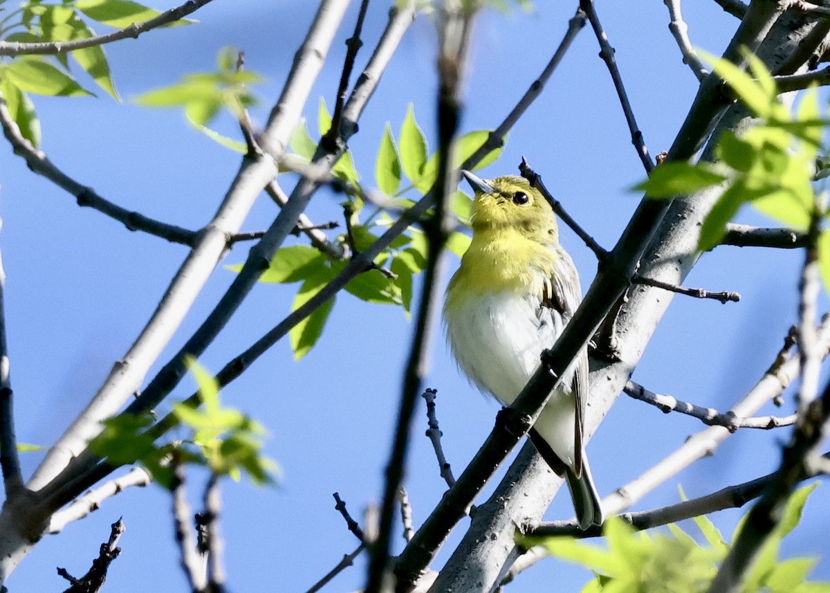 Yellow-throated Vireo - Nikhil Kumaranayagam