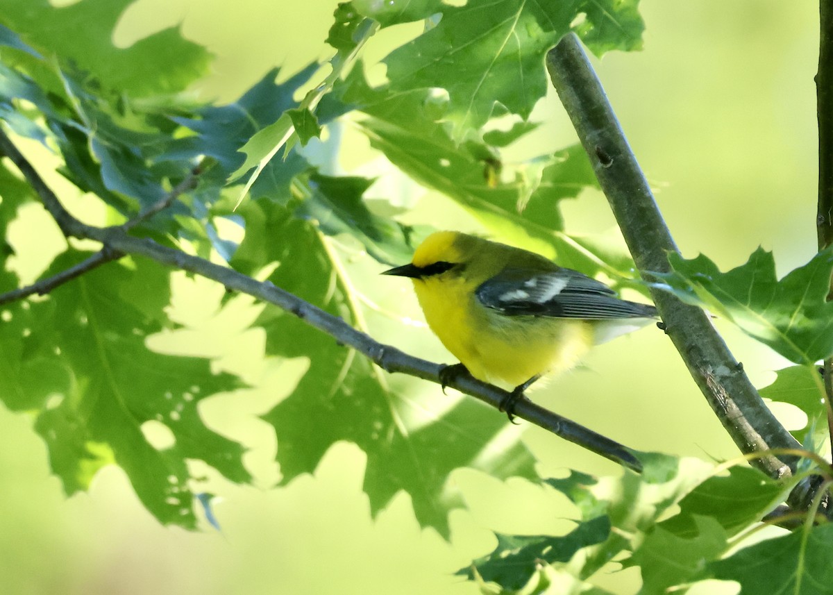 Blue-winged Warbler - ML619567017