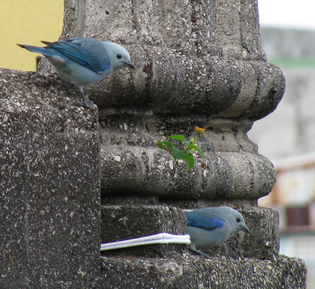 Blue-gray Tanager - Alexander "Sasha" Keyel