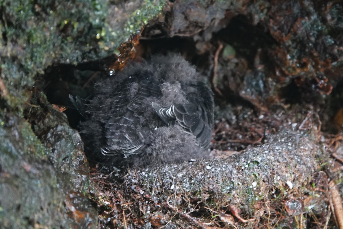 White-chinned Swift - Julien Piolain