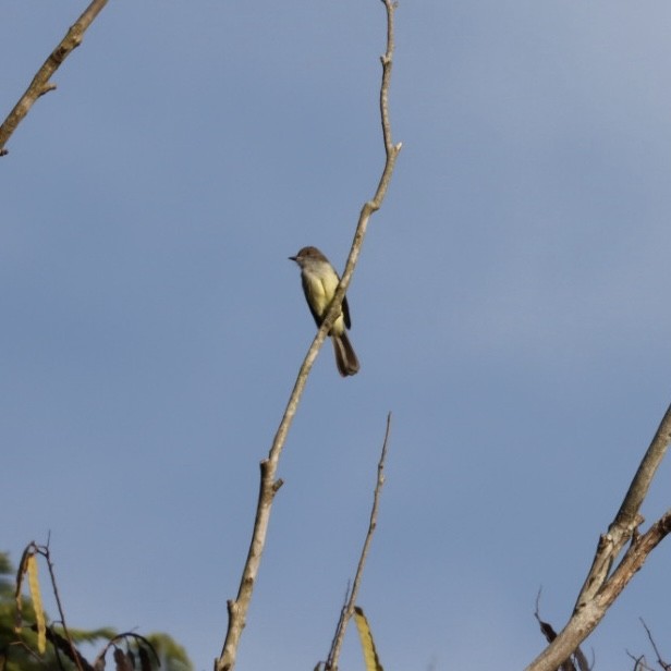 Short-crested Flycatcher - Janaina Souza