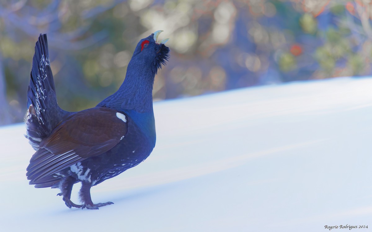 Western Capercaillie - Rogério Rodrigues