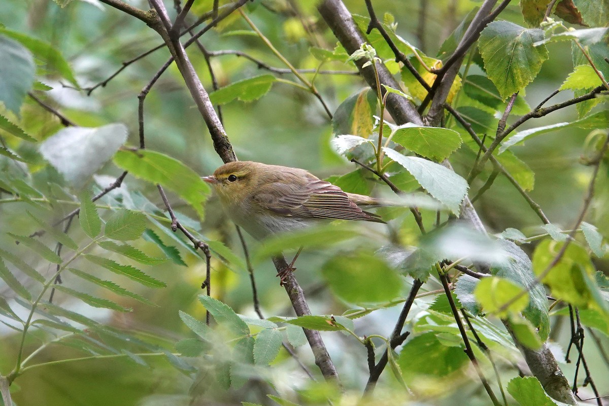 Wood Warbler - Ray Scally