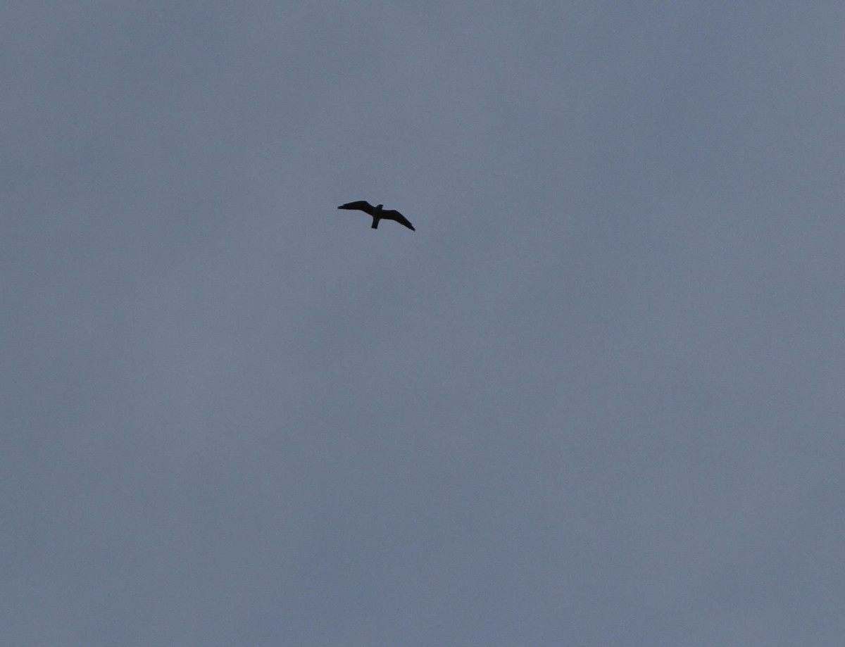 Mississippi Kite - Christian Scheibe