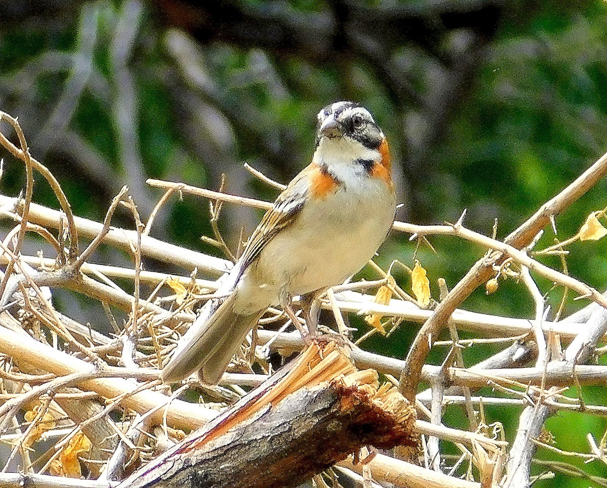 Rufous-collared Sparrow - Elbio Wilton Mamani