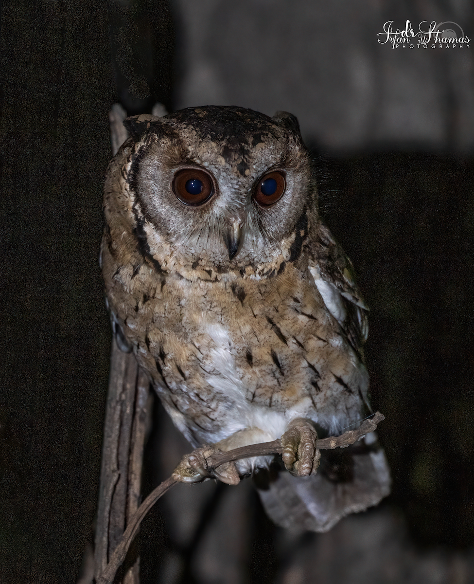 Indian Scops-Owl - Flying Osprey